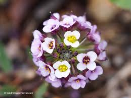 Attēlu rezultāti vaicājumam “Lobularia maritima”