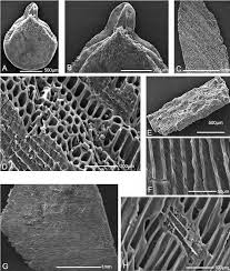 Image result for Universal Martial Arts (Chelmarsh with Neil Morris)