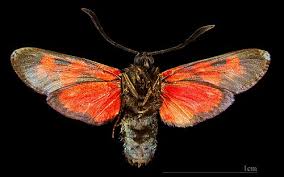 Attēlu rezultāti vaicājumam “Zygaena cocoon”