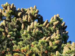 Attēlu rezultāti vaicājumam “Abies concolor”