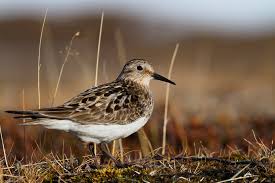 Image result for Calidris bairdii