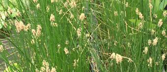 Attēlu rezultāti vaicājumam “Eleocharis palustris flower”
