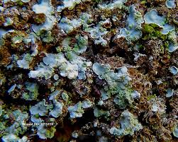 Attēlu rezultāti vaicājumam “Comatricha pulchella spores”