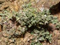 Attēlu rezultāti vaicājumam “Pleurosticta acetabulum”