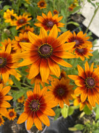 Image result for Rudbeckia