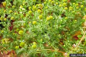 Attēlu rezultāti vaicājumam “Matricaria discoidea leaf”