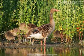 Attēlu rezultāti vaicājumam “Anser anser juvenile”
