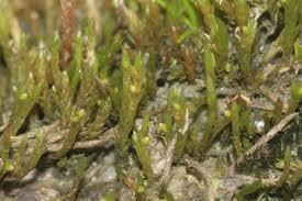 Attēlu rezultāti vaicājumam “Pohlia”