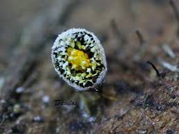 Attēlu rezultāti vaicājumam “Craterium aureonucleatum”