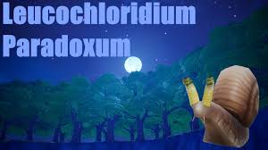 Attēlu rezultāti vaicājumam “Leucochloridium paradoxum”