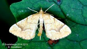 Attēlu rezultāti vaicājumam “Eulithis mellinata”