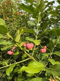 Attēlu rezultāti vaicājumam “Hordelymus europaeus fruit”