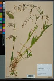 Attēlu rezultāti vaicājumam “Silene nutans”