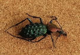 Attēlu rezultāti vaicājumam “Acupalpus flavicollis”