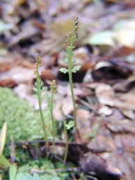 Attēlu rezultāti vaicājumam “Botrychium matricariifolium”