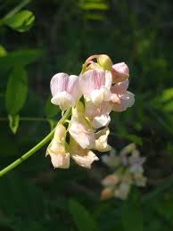 Attēlu rezultāti vaicājumam “Lathyrus latifolius fruit”