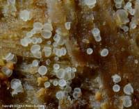 Attēlu rezultāti vaicājumam “Hyaloscypha hyalina”