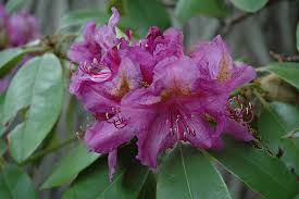 Attēlu rezultāti vaicājumam “Rhododendron catawbiense flower”