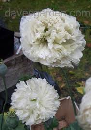 Image result for Papaver somniferum White Cloud