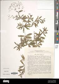 Attēlu rezultāti vaicājumam “Galium schultesii”