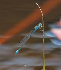 Attēlu rezultāti vaicājumam “Coenagrionidae”