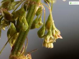 Attēlu rezultāti vaicājumam “Rumex aquaticus bud”