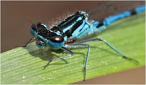 Attēlu rezultāti vaicājumam “Coenagrion pulchellum male”