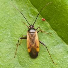 Attēlu rezultāti vaicājumam “Adelphocoris seticornis”