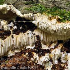 Attēlu rezultāti vaicājumam “Dentipellis fragilis”