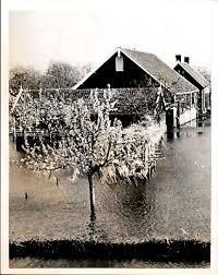 Image result for zeeland 1953