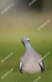 Attēlu rezultāti vaicājumam “Columba palumbus adult”