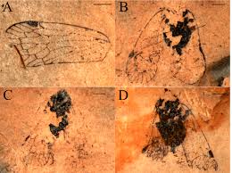 Attēlu rezultāti vaicājumam “Cixius sp.”