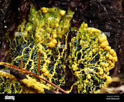 Attēlu rezultāti vaicājumam “Lignydium muscorum young”