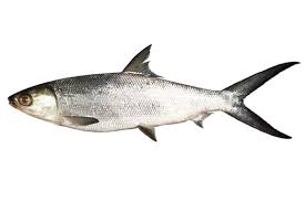 Image result for Chanos chanos