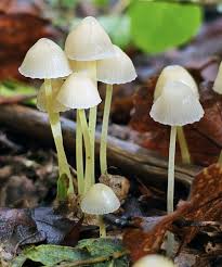 Attēlu rezultāti vaicājumam “Mycena epipterygia”