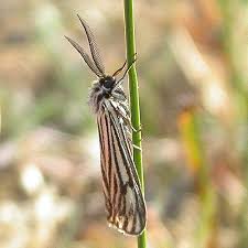 Attēlu rezultāti vaicājumam “Spiris striata”