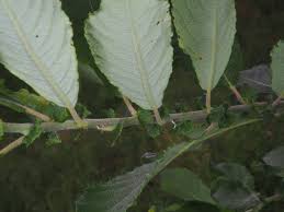 Attēlu rezultāti vaicājumam “Salix aurita leaf”
