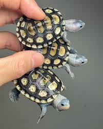 Image result for Malaclemys terrapin