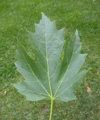 Attēlu rezultāti vaicājumam “Acer saccharinum leaf”