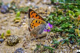 Attēlu rezultāti vaicājumam “Lycaena phlaeas underside”