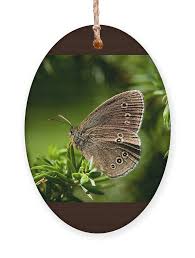 Attēlu rezultāti vaicājumam “Aphantopus hyperantus”