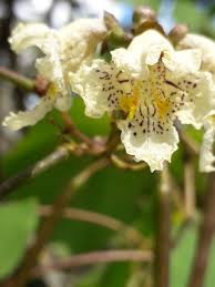 Attēlu rezultāti vaicājumam “Catalpa ovata flower”