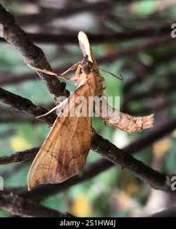 Attēlu rezultāti vaicājumam “Eulithis sp.”
