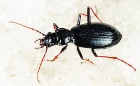 Attēlu rezultāti vaicājumam “Nebria livida”