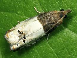 Attēlu rezultāti vaicājumam “Notocelia roborana”