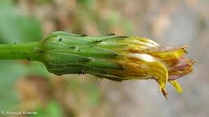 Attēlu rezultāti vaicājumam “Hypochaeris radicata bud”