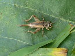 Attēlu rezultāti vaicājumam “Gryllus domesticus”