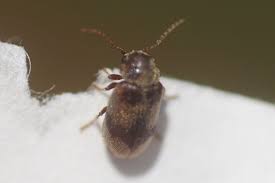 Attēlu rezultāti vaicājumam “Dienerella elongata”