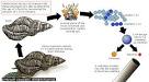 Radiocarbon dating