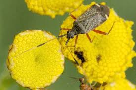 Attēlu rezultāti vaicājumam “Closterotomus biclavatus nymph”